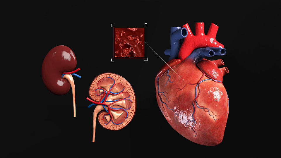 medical visualizations of kidneys
